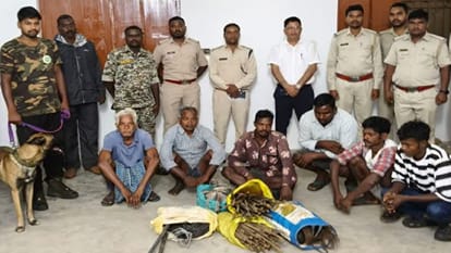 Jashpur Elephant Death: शिकार के लिए बिछाए 1.5 किमी करंट वाले तार की चपेट में आया हाथी, 6 गिरफ्तार