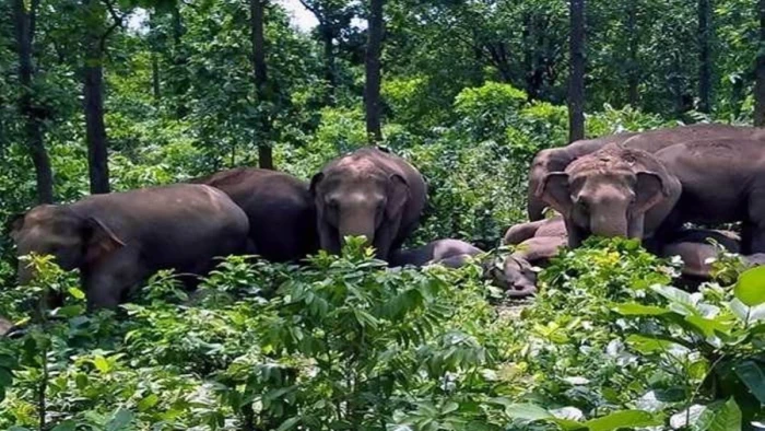 Surguja Elephant Death: करंट की चपेट में आने से हाथी के बच्चे की मौत, अलकापुरी में हाथियों के दल से दहशत