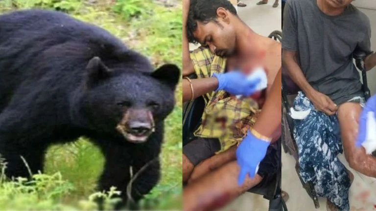 Sukma Bear Attack: जंगल में मवेशी चराने गए दो ग्रामीणों पर भालू का हमला, दोनों घायल