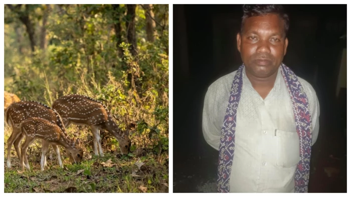 Bilaspur Wildlife Crime: मासूम के जवाब से खुला चीतल के शिकार का राज, घर में कड़ाही पर पक रहा था मांस; दो गिरफ्तार