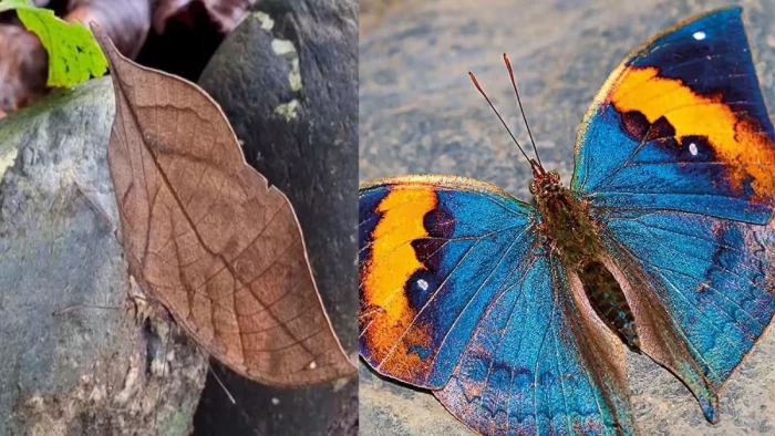 Orange Oakleaf Butterfly: छत्तीसगढ़ को मिलेगी पहली राजकीय तितली की पहचान, सूखे पत्ते जैसा छलावा इसकी खासियत