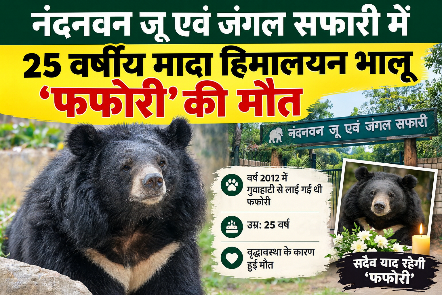 Nandanvan Zoo News: रायपुर के नंदनवन जू में 25 वर्षीय मादा हिमालयन भालू 'फफोरी' की मौत, राजकीय सम्मान के साथ हुआ अंतिम संस्कार