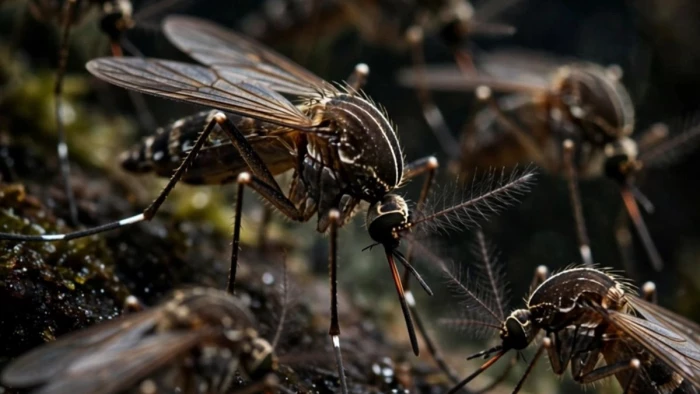 Bastar Malaria Control Fund: बस्तर में मलेरिया से बचाव के लिए मिले 68 करोड़, फंड होने के बावजूद मेडिकेटेड मच्छरदानी खरीदने में लापरवाही; कांकेर में हो चुकी है बच्चों की मौत 