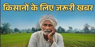 Chhattisgarh Farmer News: धान के बदले दलहन-तिलहन और मिलेट्स उगाने वाले किसानों को मिलेगी 15 हजार प्रति एकड़ आर्थिक सहायता, फसल विविधीकरण पर सरकार का जोर