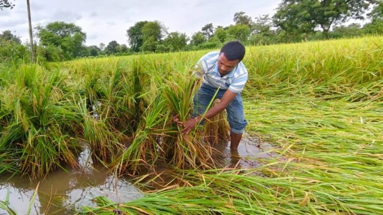 Cyclone Damages Crops : 'अर्नब' के असर से धान की फसलों को नुकसान, किसानों की बढ़ी परेशानी